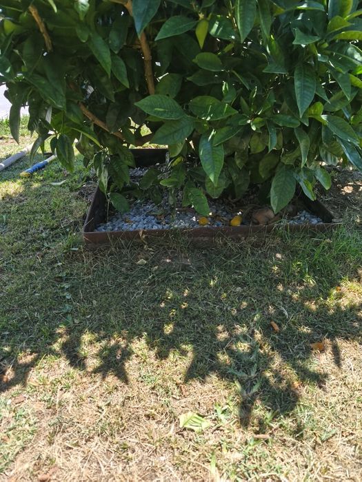 Bordadura Arvores em ferro