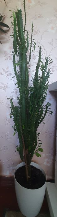 Продам кімнатні квіти.