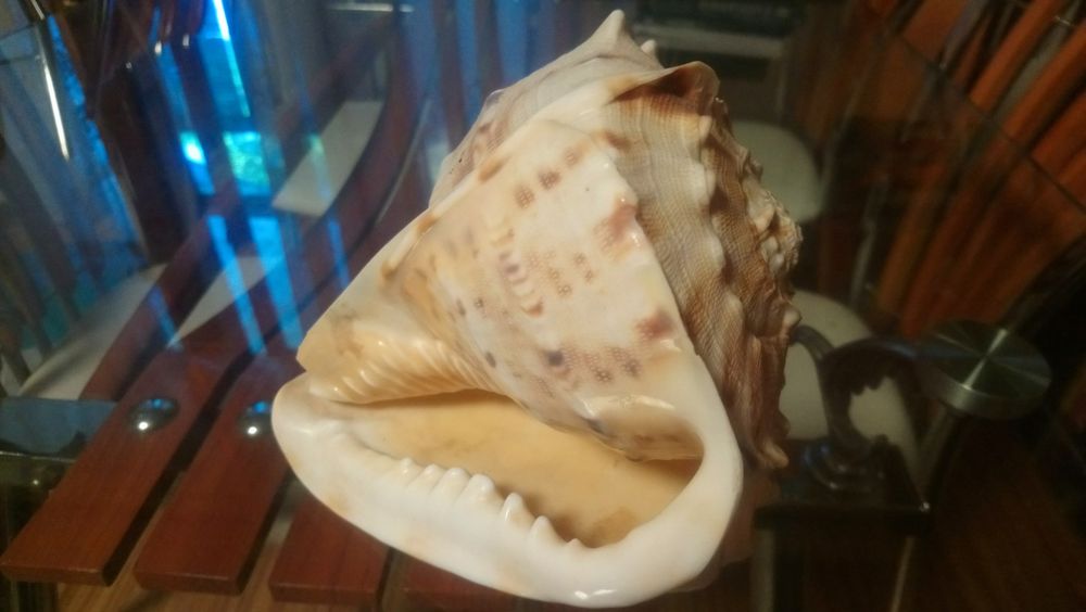 Мушля, ракушка, ранзалія і кассіс