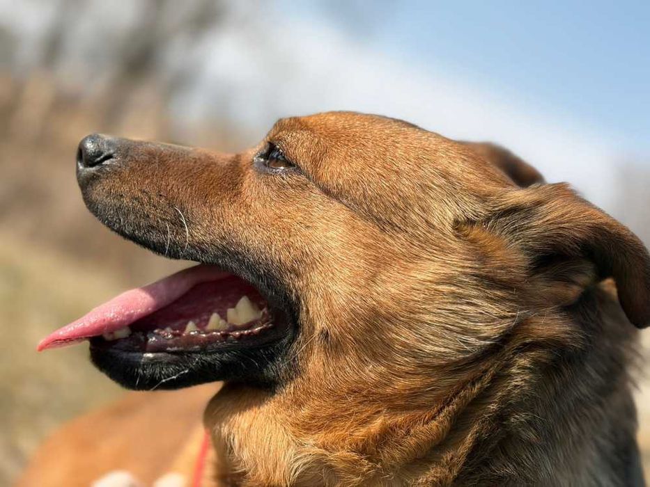 Antoś/Antałek 104996 do adopcji