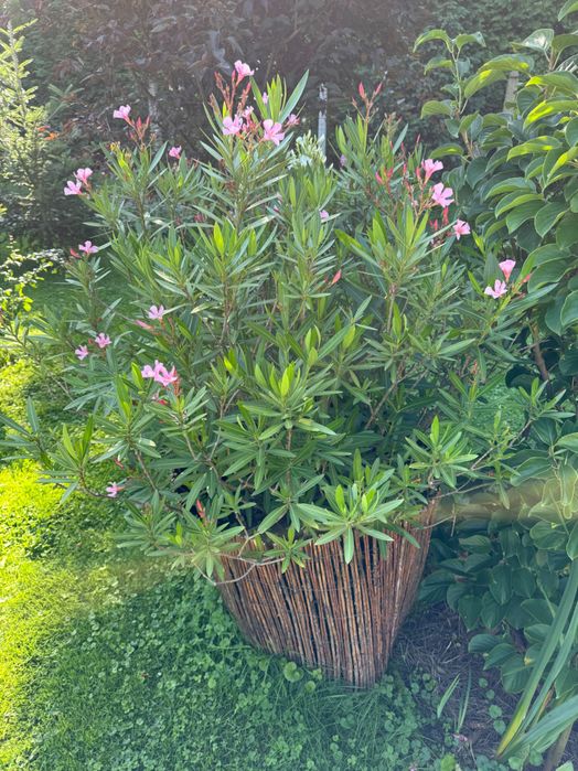 Meritum Oleander