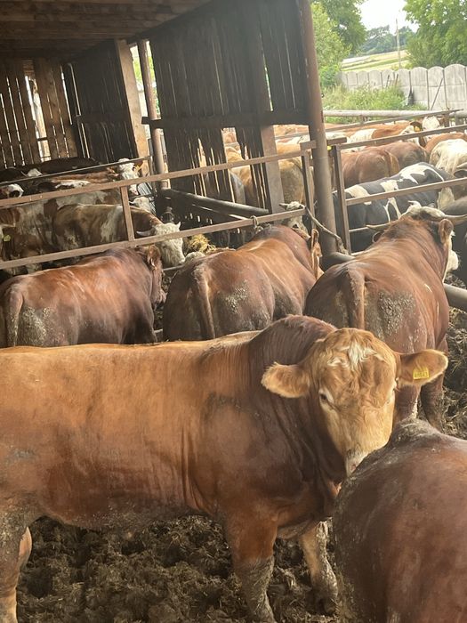 Byki krowy jałówki cielęta