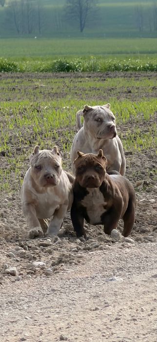 American Bully Xl