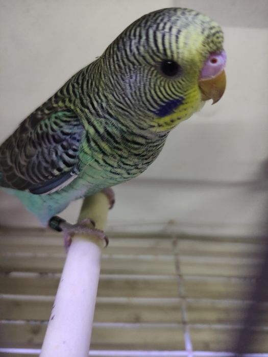 Piriquitos e Caturras pérola e silvestre