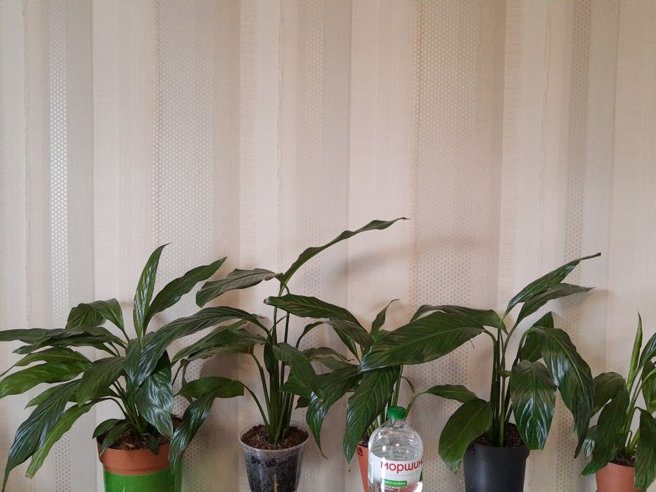 Спатифілум Купідо- 2 рослини в горщику