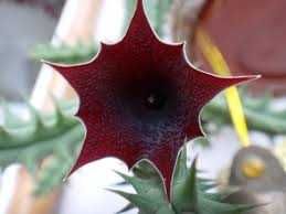 Гуернія кенійська  Huernia keniensis