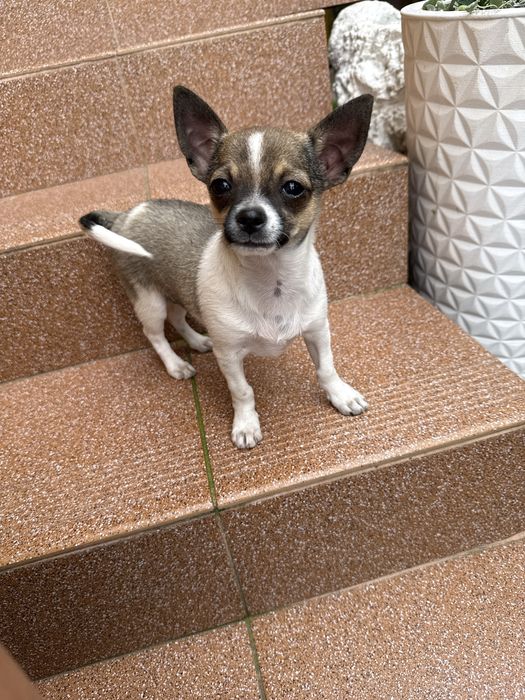 Chihuahua mini xxs