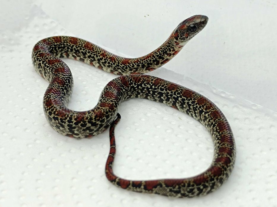 Lancetogłów meksykański / Lampropeltis mexicana / Samica / Odmiana:  Ultragranit / ID: C1