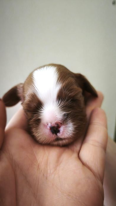 Кавалер Чарльз кинг спаніель девочки рубин