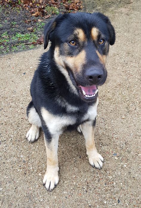 Znaleziono psa, Bielawy Gmina Ceków Kolonia