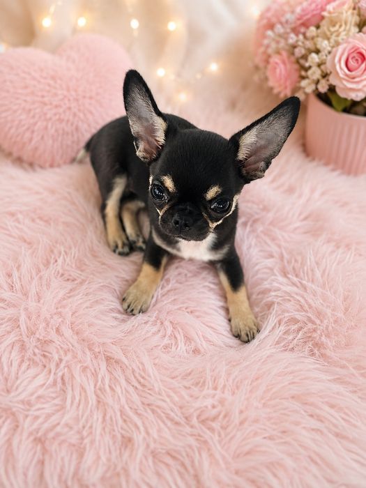 Mini suczka chihuahua 11 tyg