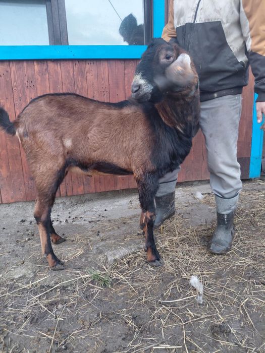 Stefek - rasowy kozioł szuka nowego domu