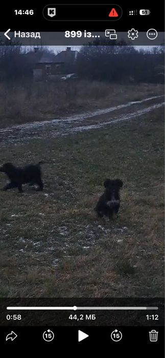 Цуцики схожі на ведмежат