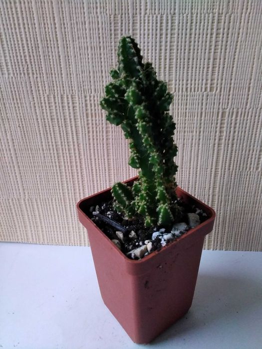 Кактус разные виды