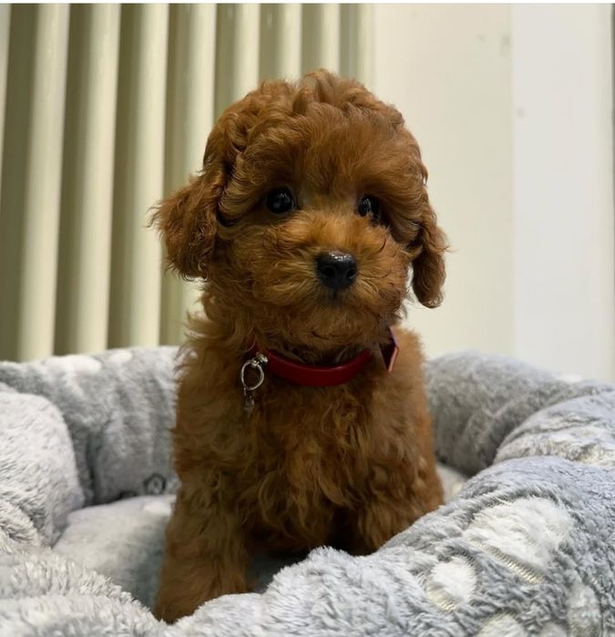 Той пудель  Ред браун   хлопчик