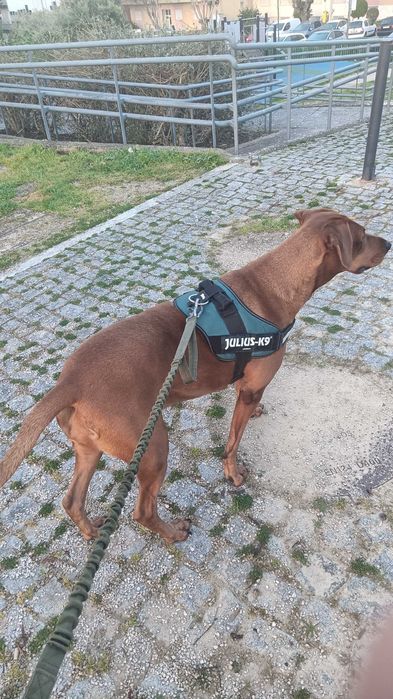 Adoção Kyra cadela meiga
