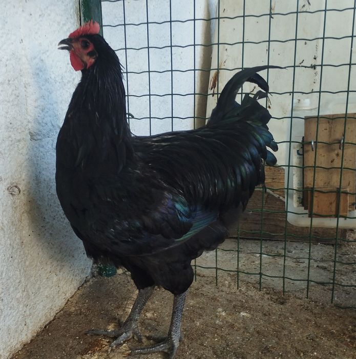 Galos disponíveis