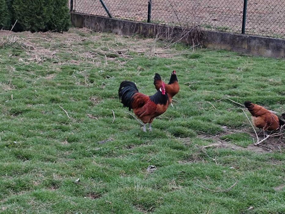 Kury Vorwerk jaja lęgowe- klasa wystawowa.