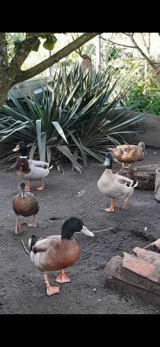 Vendo ou troco patos