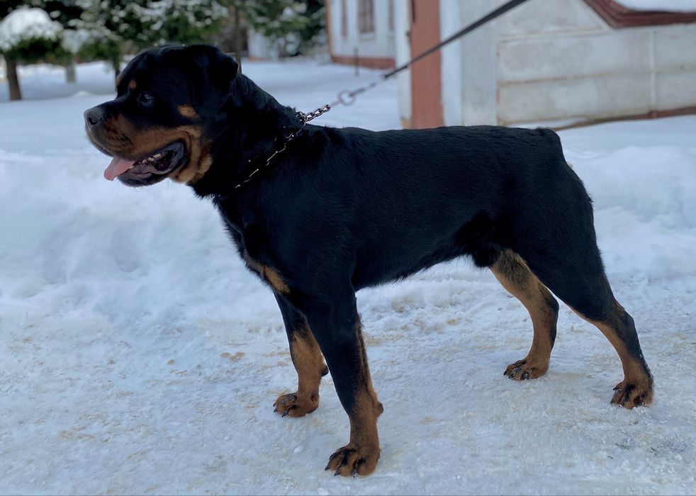 Вязка  Ротвейлер великий кобель.