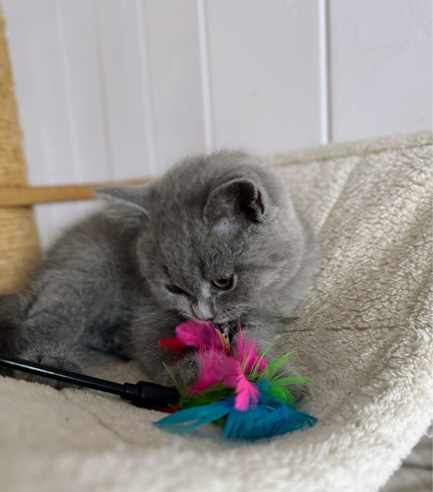 Kocurek Brytyjski Niebieski