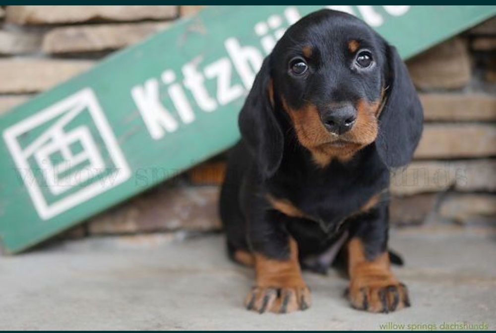 Маленька такса для великої любові