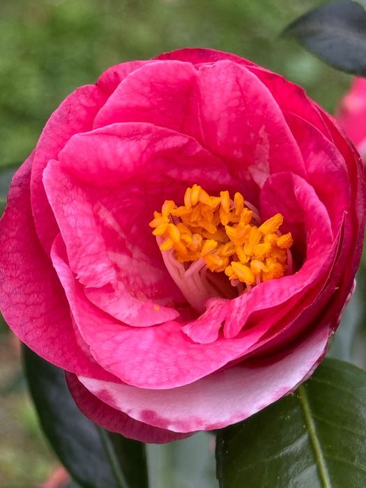 Camélias para sebes vivas.