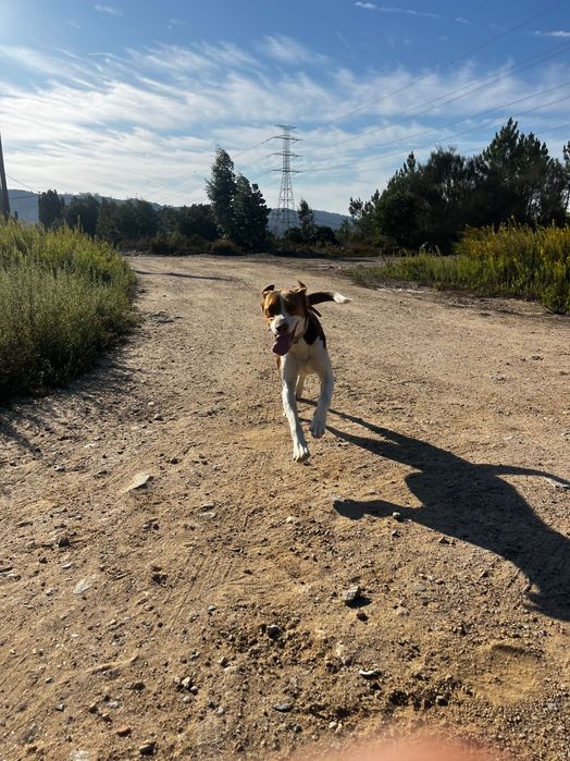 Cadela para adoção