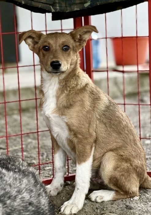 Цуцик хлопчик молодий шоколадний