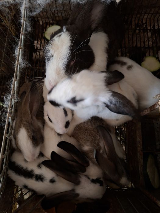 Coelhos pequenos