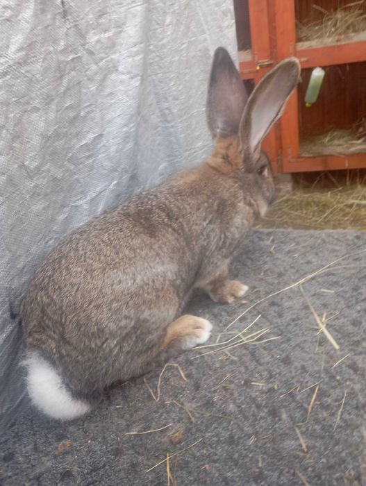 Sprzedam samca olbrzyma belgijskiego szarego