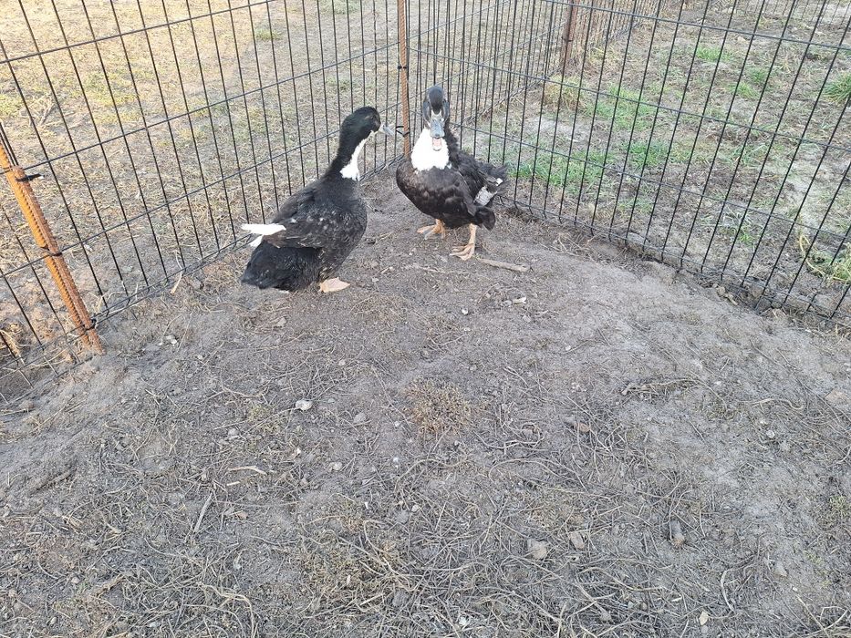 Kaczki dworki cayuga śnieżka jajka jaja legowe.