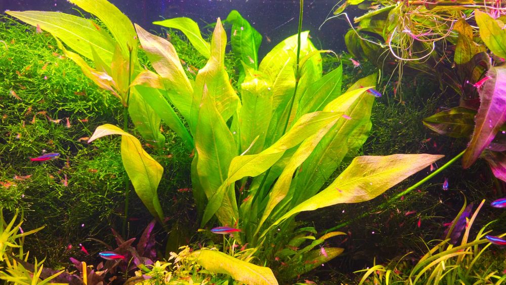 Żabienica Amazońska