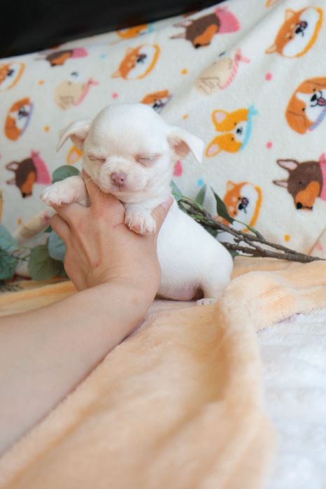 Chihuahua Mini . Branco olhos azuis.  Perfeito
