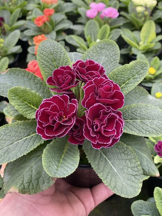 Продам примала оптом