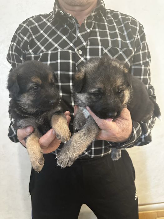 Цуценята німецької вівчарки короткошерсті