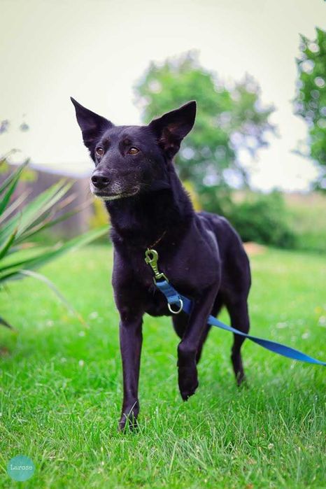 Stella jest z nami kilka lat. To urocza psinka która