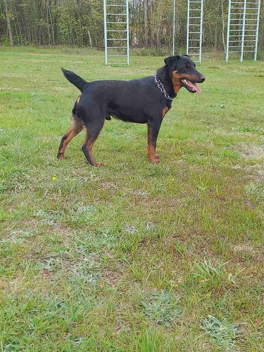 Німецький ягдтер'єр кобель для в'язки