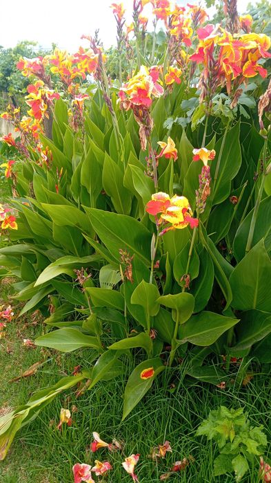 Canna Indica ou Cana da India 6 variedades