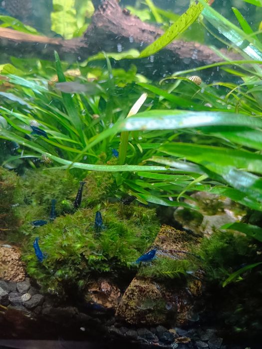 Креветка Blue Dream та червоні Кровавая Мери