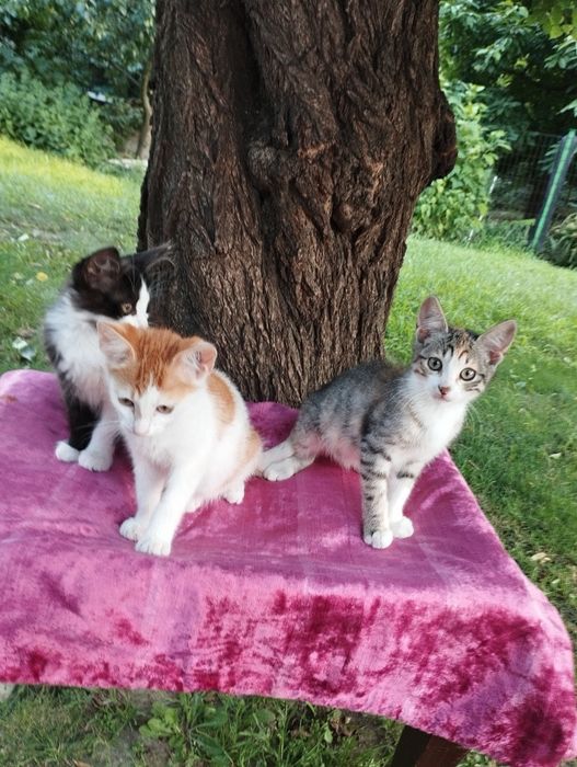 Отдам в добрые руки