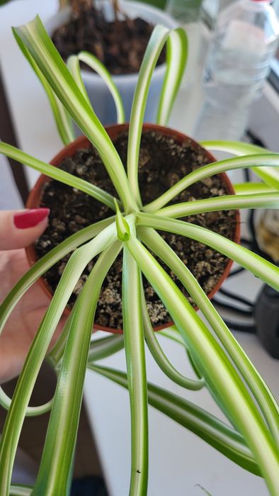 Хлорофитум полосатый очиститель воздуха