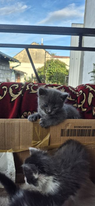 Кошенята котики коти