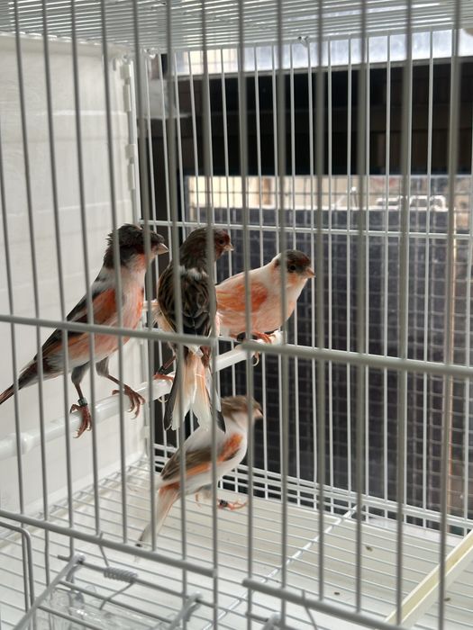 Canarios para midar de casa