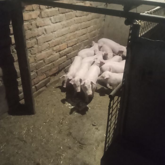 Маленькі поросята