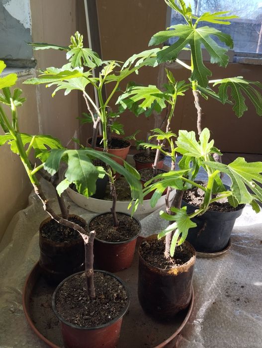 Продам саженцы  инжира