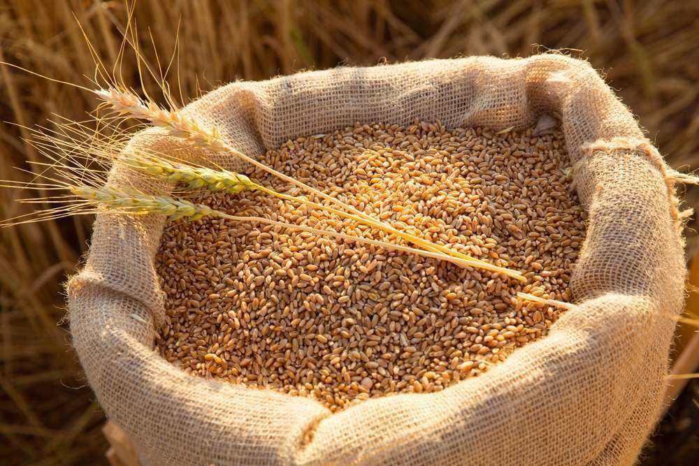 Продам сільгосппродукцію, зерно або дерть: кукурудза, пшениця, овес