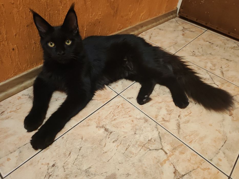 Kocurek Maine Coon  ZAREZERWOWANY