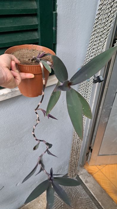 Plantas coração roxo