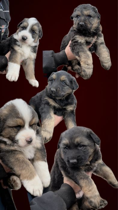 Oddam pieski w dobre rece